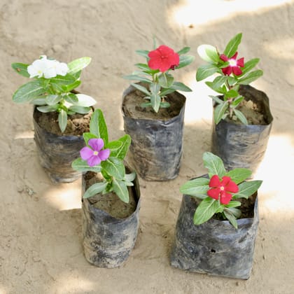 Buy Set of 5 - Periwinkle / Sadabahar / Vinca (Any Colour)  in 4 Inch Nursery bag Online | Urvann.com