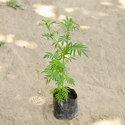 Buy Rosemary in 4 Inch Nursery bag Online | Urvann.com