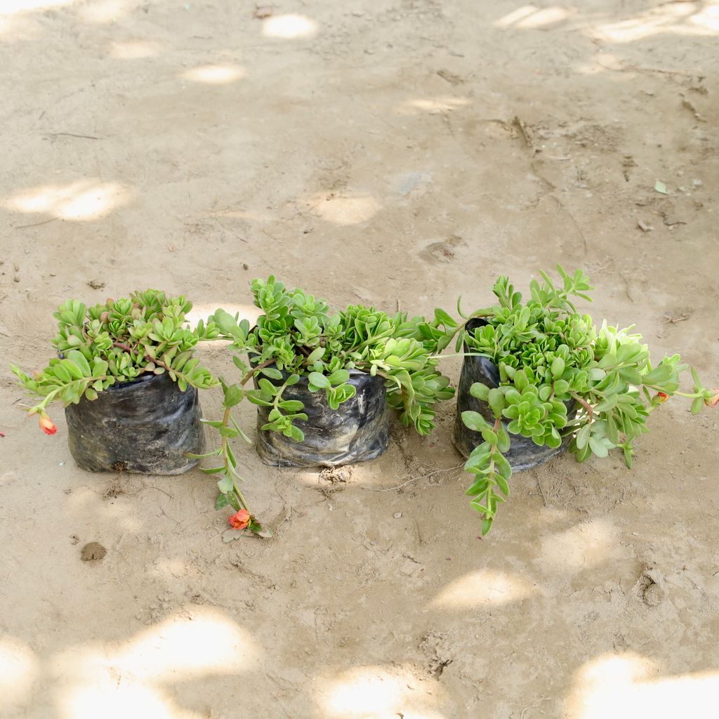 Buy Kulfa / Moss Rose / Common Purslane (Any Colour) in 4 Inch Nursery bag Online | Urvann.com Set of 3 - Kulfa / Moss Rose / Common Purslane (Any Colour) in 4 Inch Nursery bag