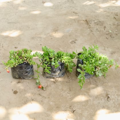 Buy Kulfa / Moss Rose / Common Purslane (Any Colour) in 4 Inch Nursery bag Online | Urvann.com