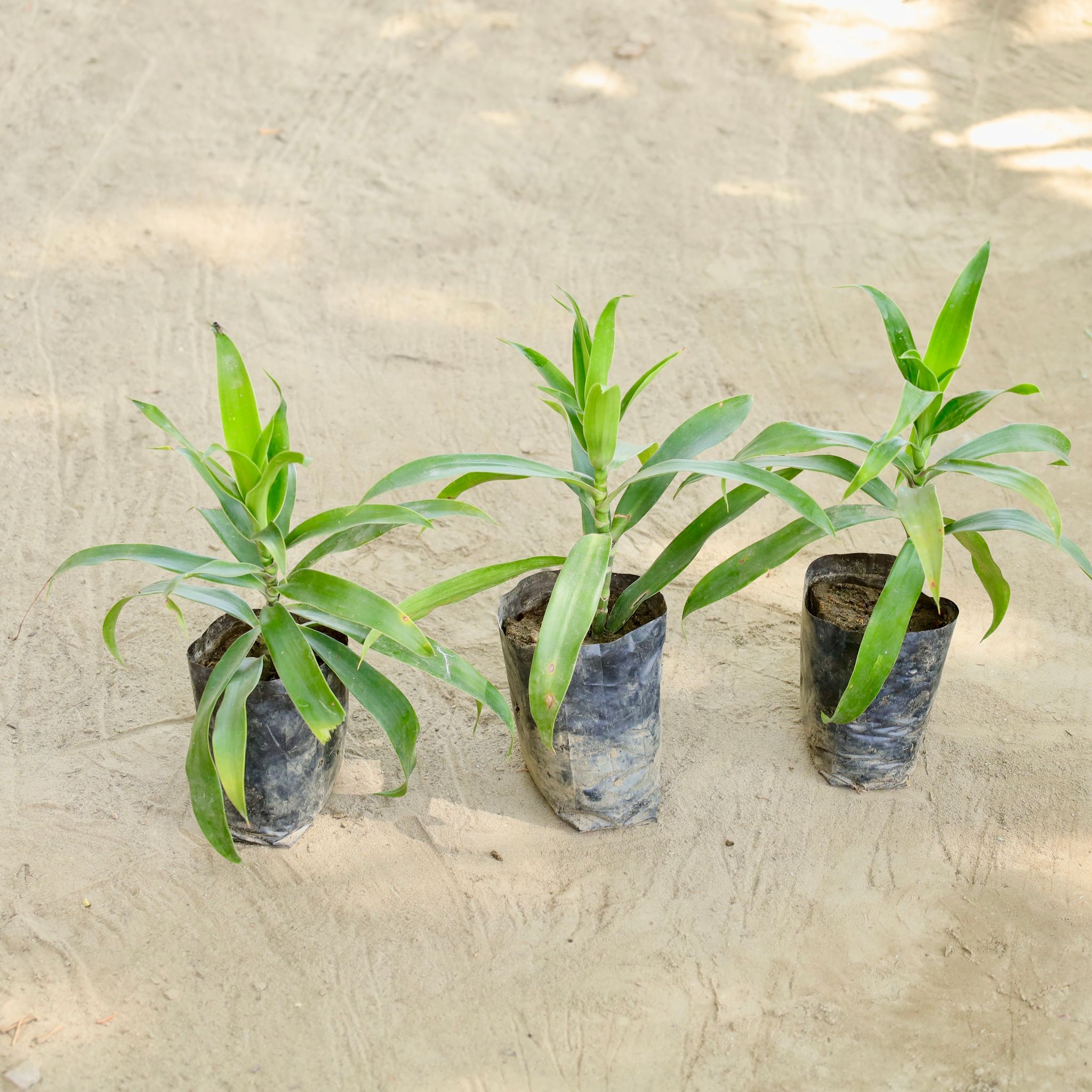 Set of 3 - Dracaena Reflexa  in 4 Inch Nursery bag