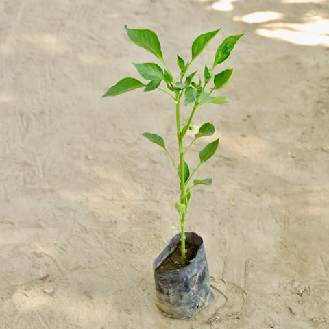 Capsicum / Shimla Mirch in 4 Inch Nursery bag