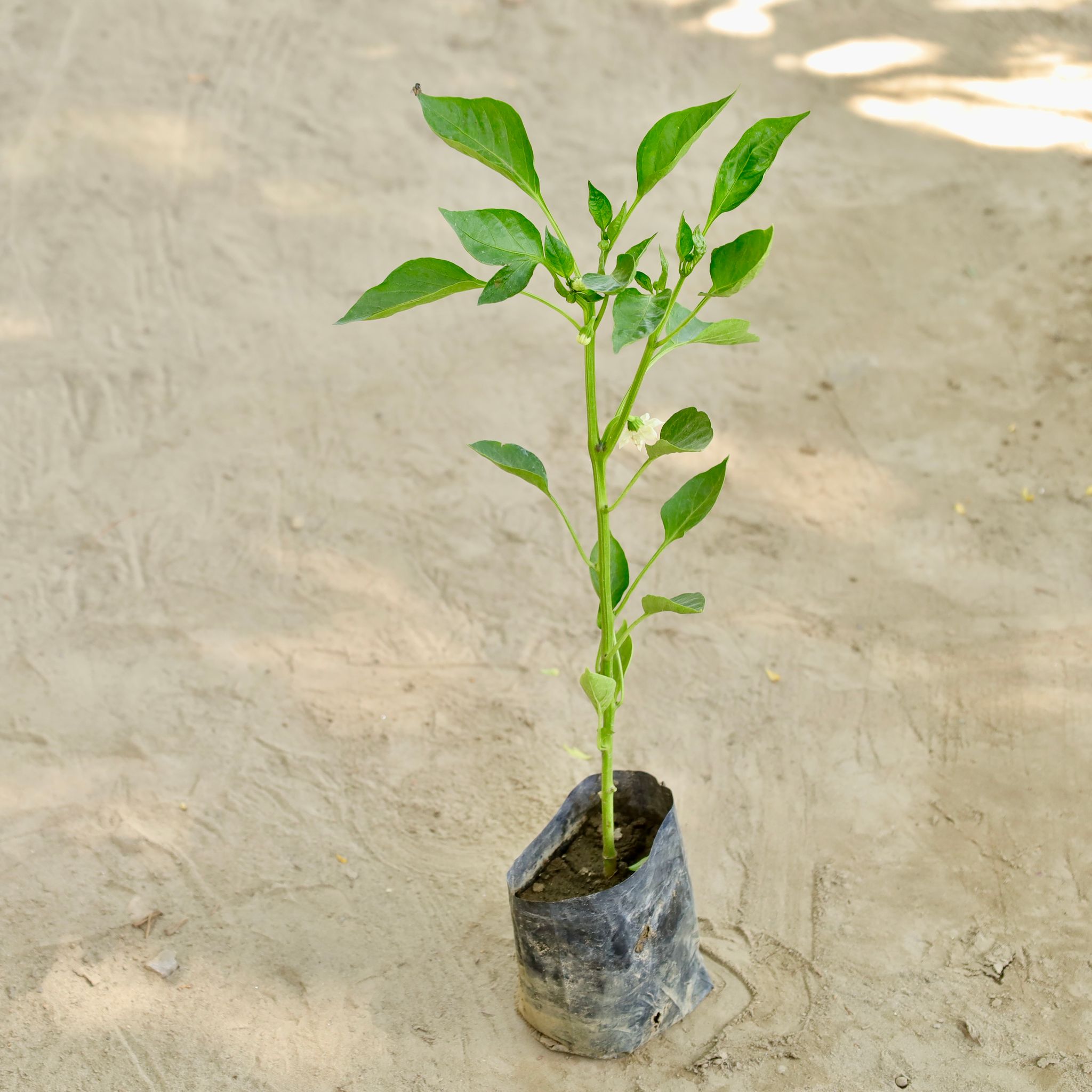 Capsicum / Shimla Mirch in 4 Inch Nursery bag