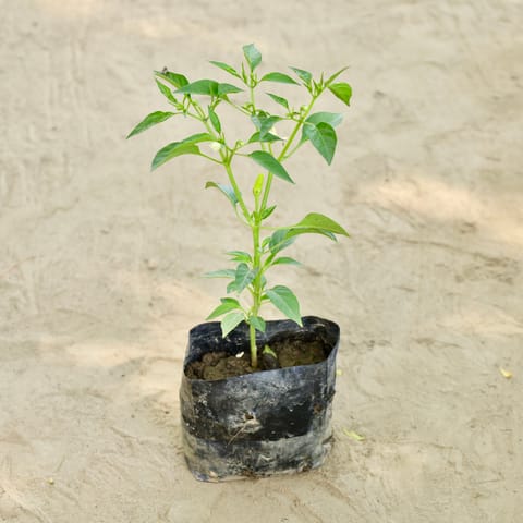 Mirchi / Chilli Plant in 4 Inch Nursery bag