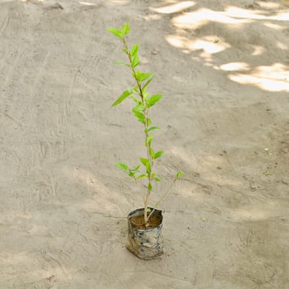 Buy Hibiscus (Any Colour) in 4 Inch Nursery bag Online | Urvann.com