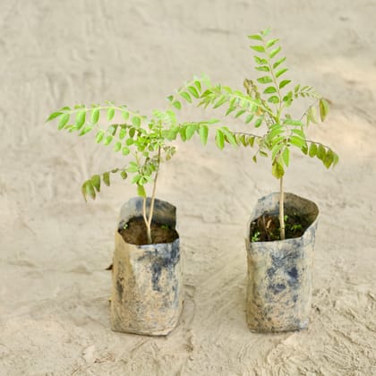 Buy Set of 2 - Curry Patta  in 4 Inch Nursery bag Online | Urvann.com