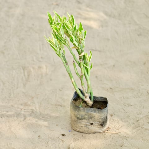Pedilanthus / Devil'S Backbone in 4 Inch Nursery bag
