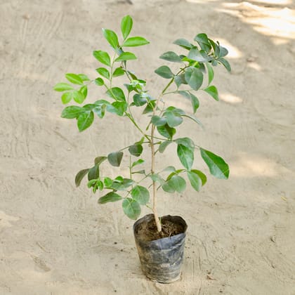 Buy Murraya / Madhu Kamini (Any Colour) in 4 Inch Nursery bag Online | Urvann.com