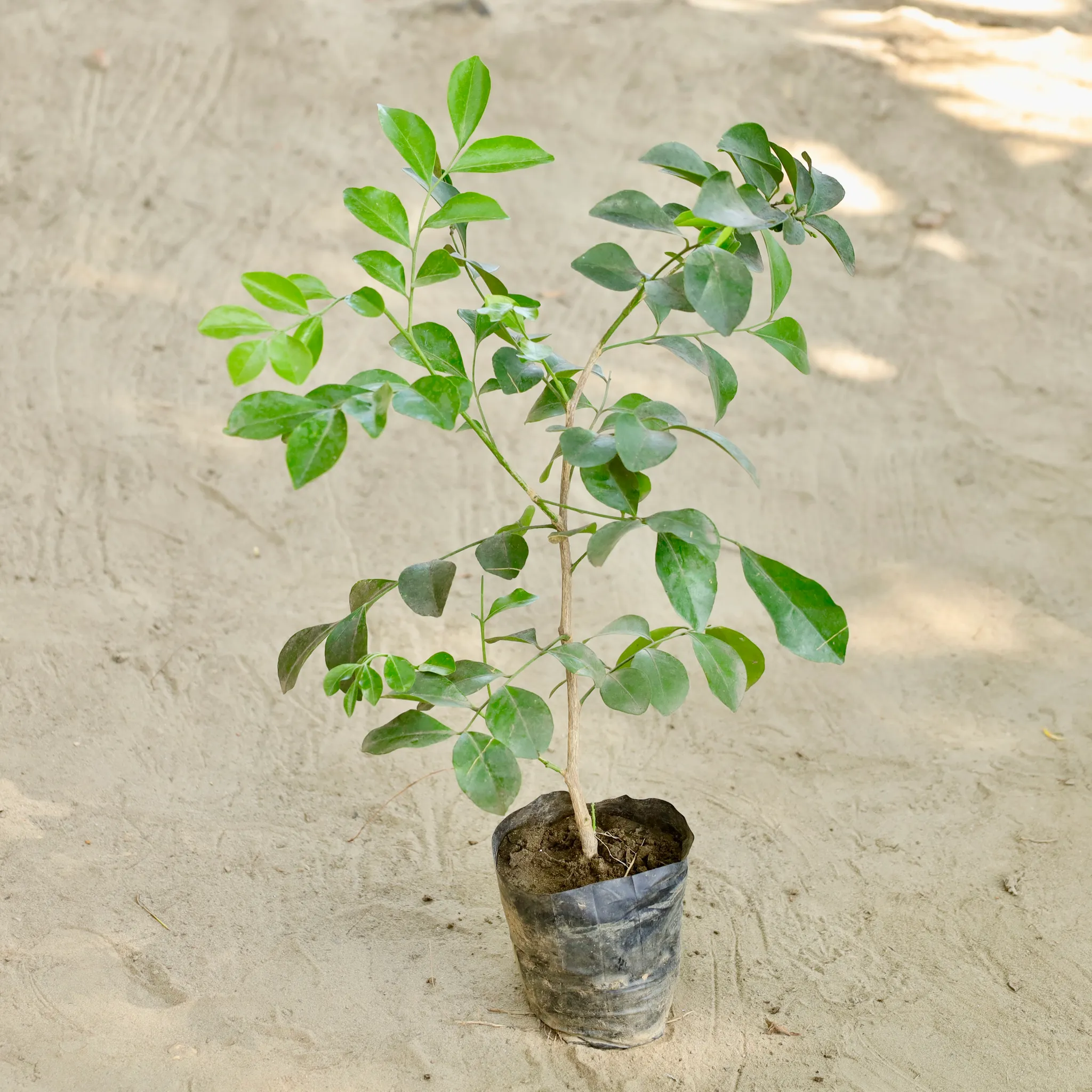 Murraya / Madhu Kamini (Any Colour) in 4 Inch Nursery bag