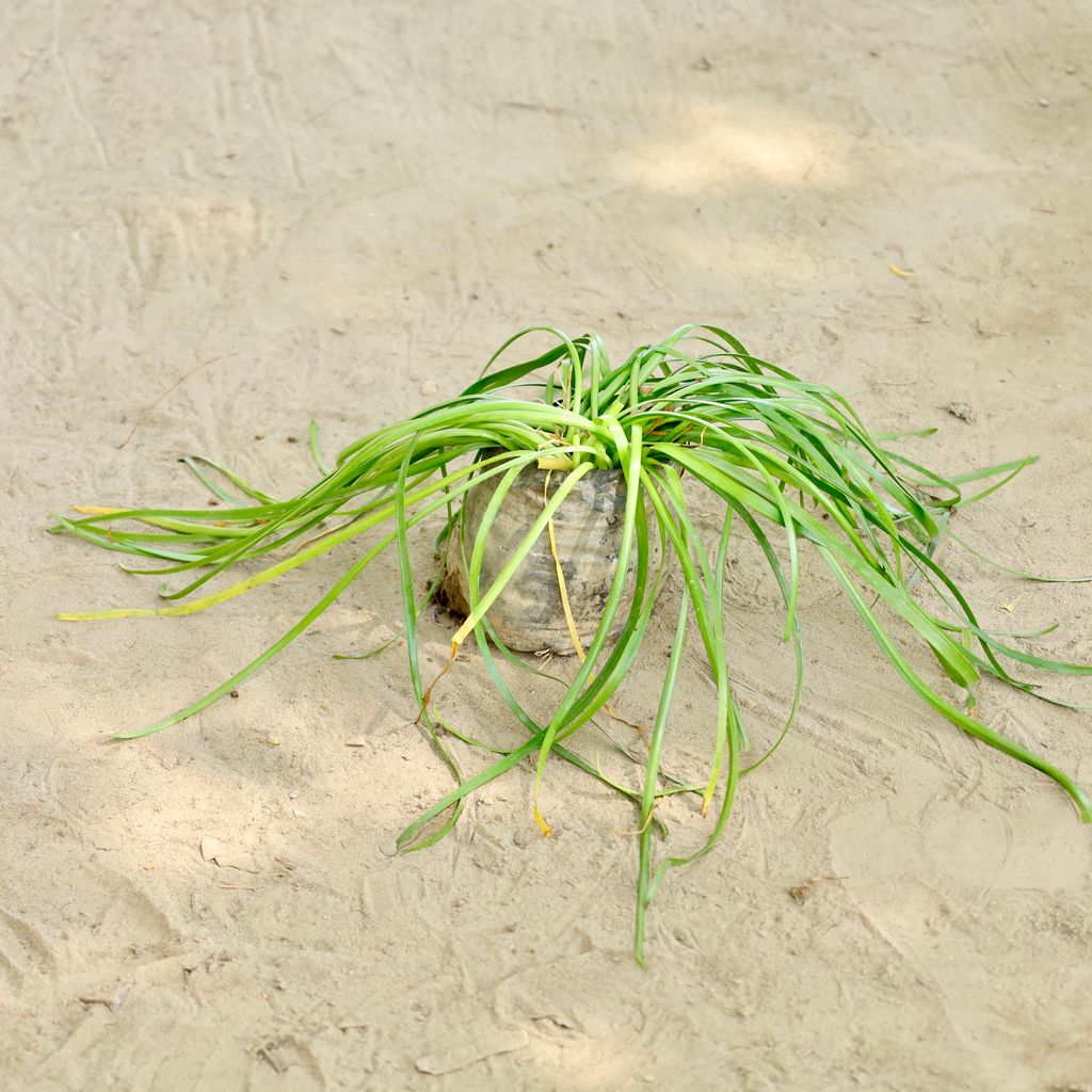 Buy Lolina Palm in 4 Inch Nursery bag Online | Urvann.com Rain Lilly in 4 Inch Nursery bag
