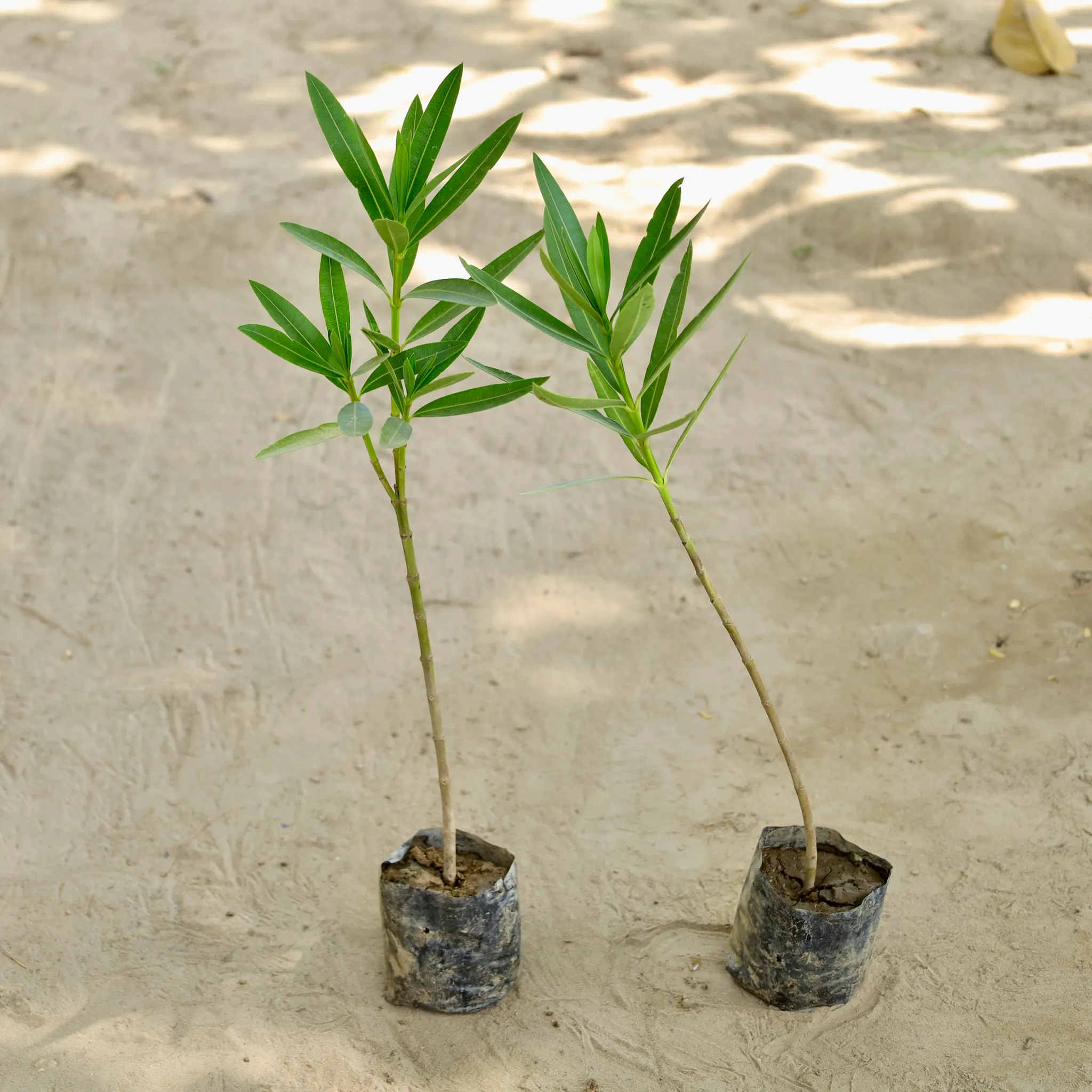 Set of 2 - Oleander / Kaner (Any Colour) in 3 Inch Nursery bag