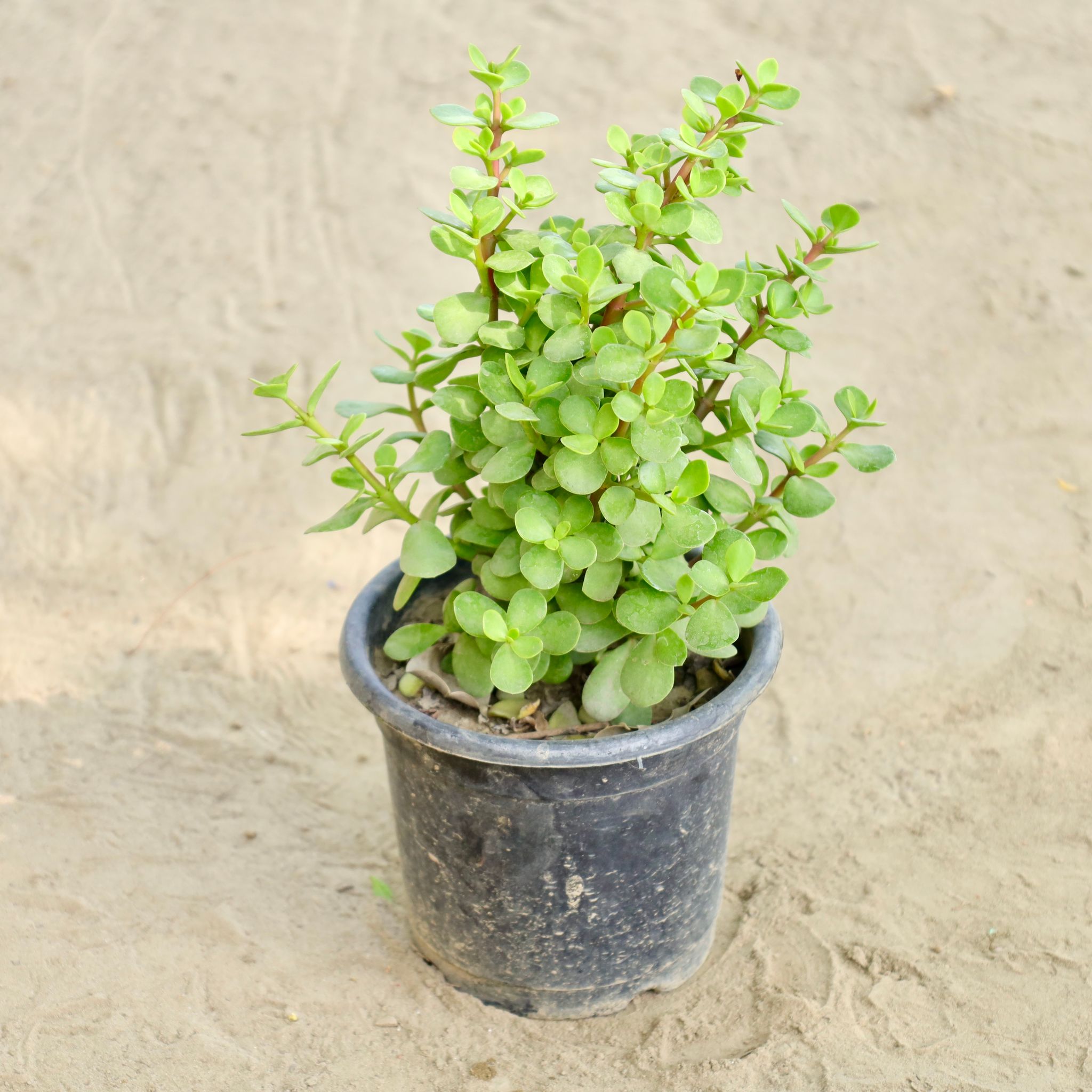 Jade in 6 Inch Nursery Pot
