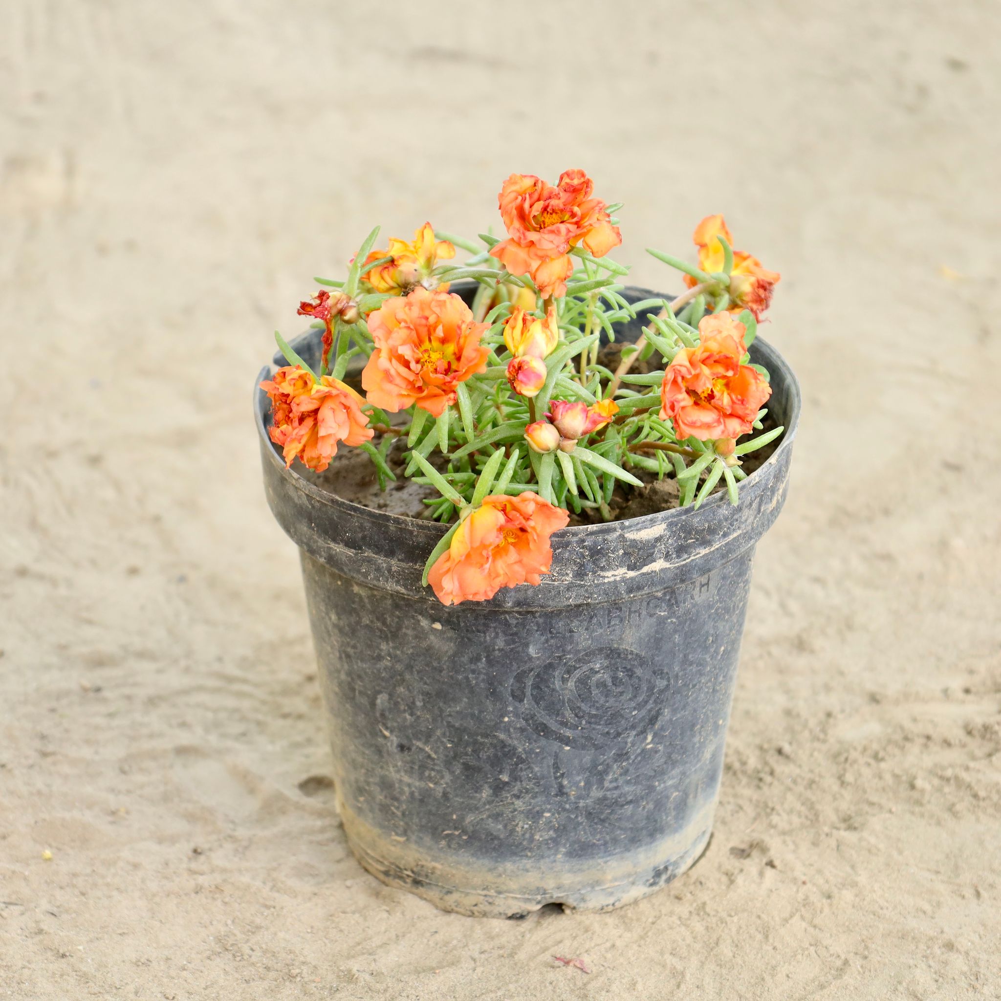 Portulaca Moss Rose (Any Colour) in 6 Inch Nursery Pot