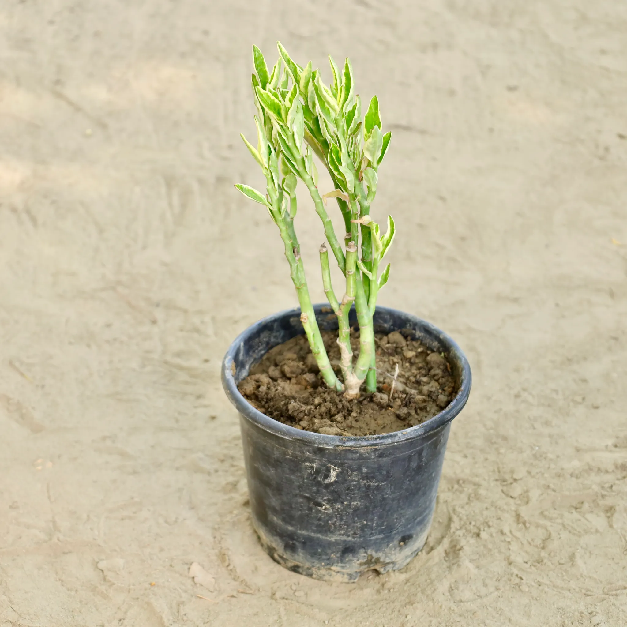 Pedilanthus / Devil'S Backbone in 6 Inch Nursery bag