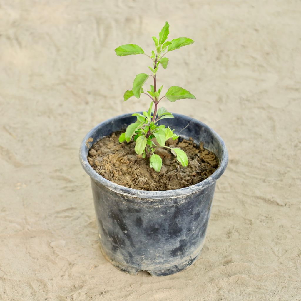 Buy Rama Tulsi in 6 Inch Nursery Pot Online | Urvann.com Rama Tulsi in 6 Inch Nursery Pot