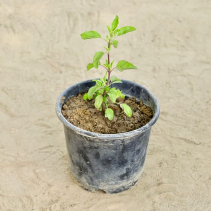 Buy Rama Tulsi  in 6 Inch Nursery Pot Online | Urvann.com