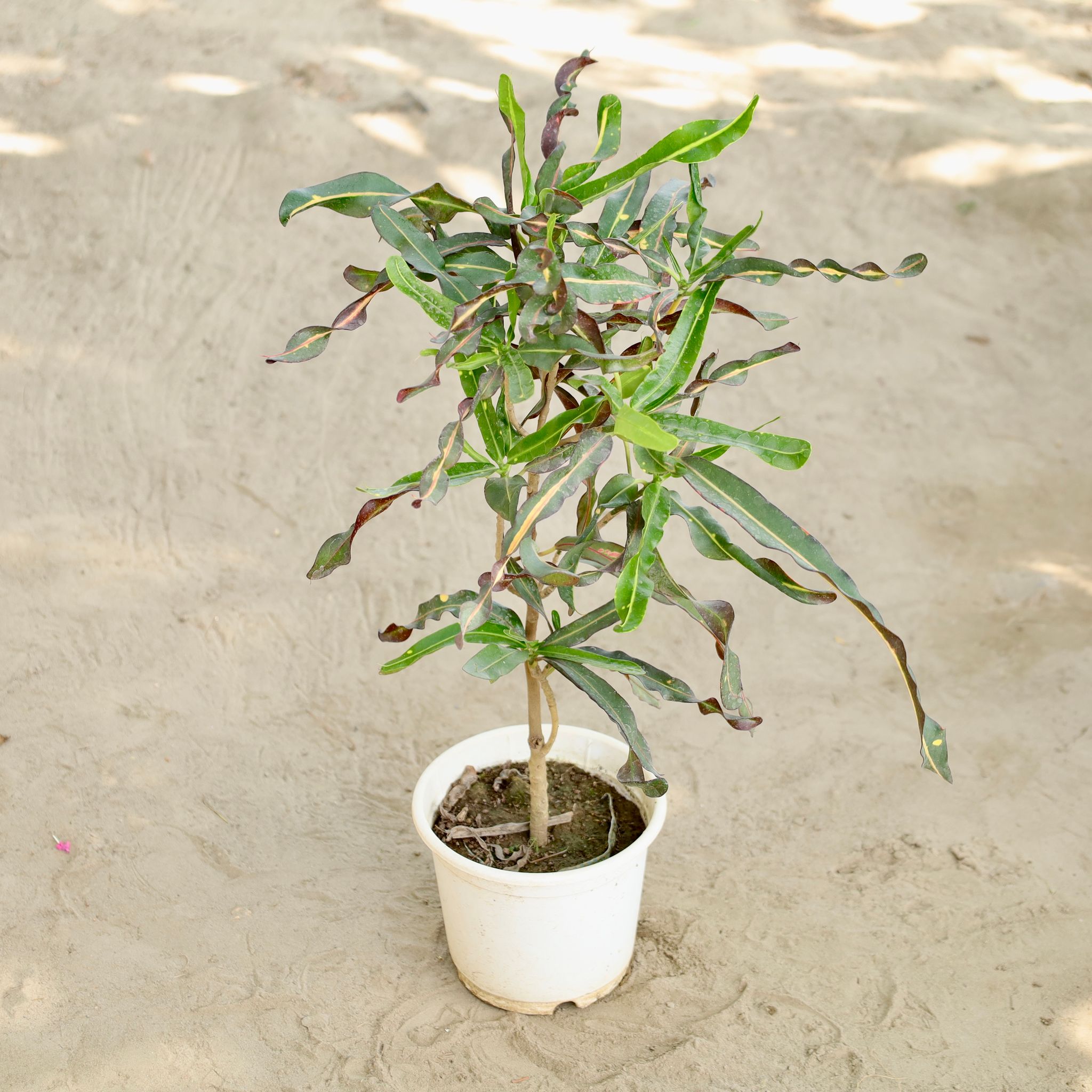 Croton Curly Leaf in 6 Inch Nursery Pot