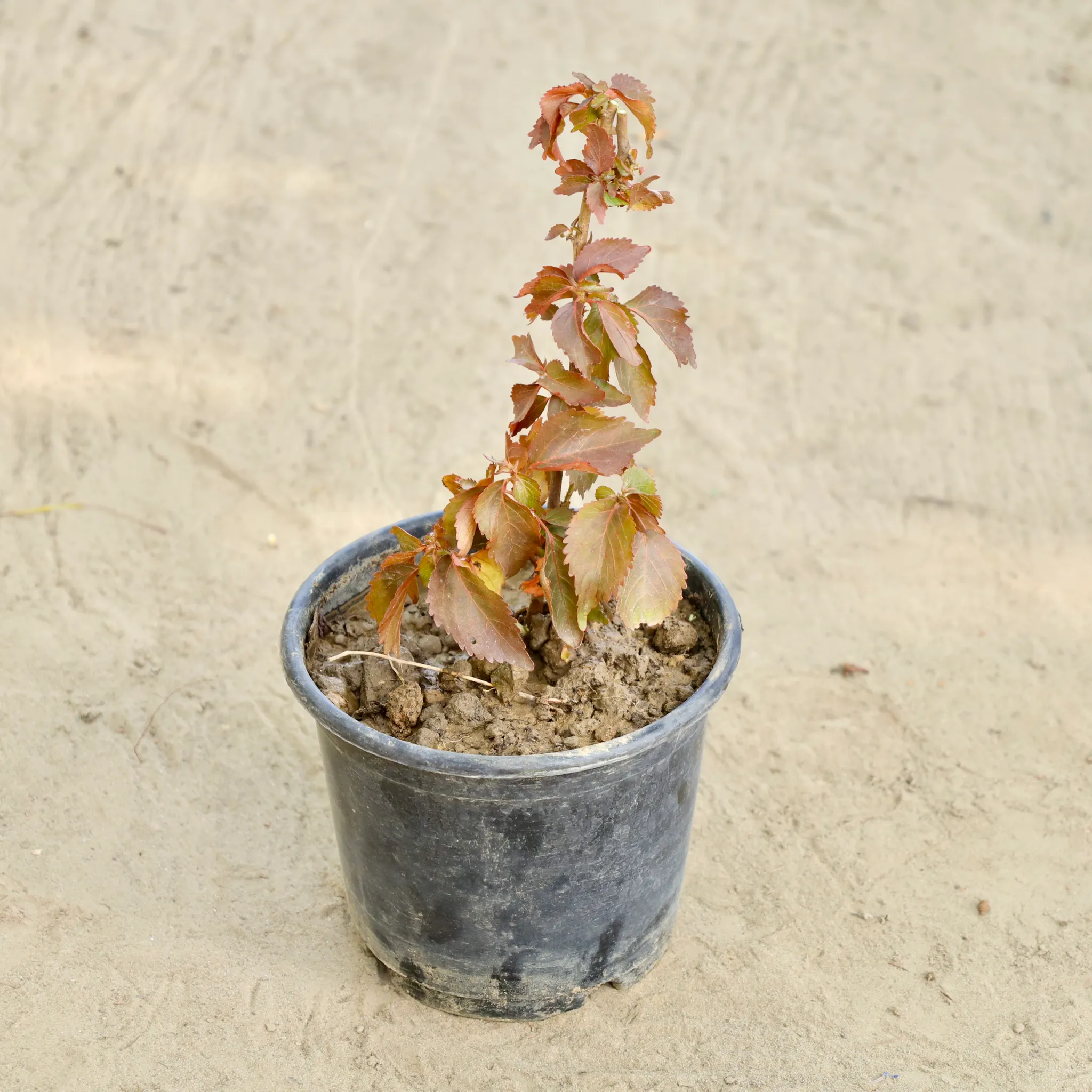 Acalypha Wilkesiana in 6 Inch Nursery Pot