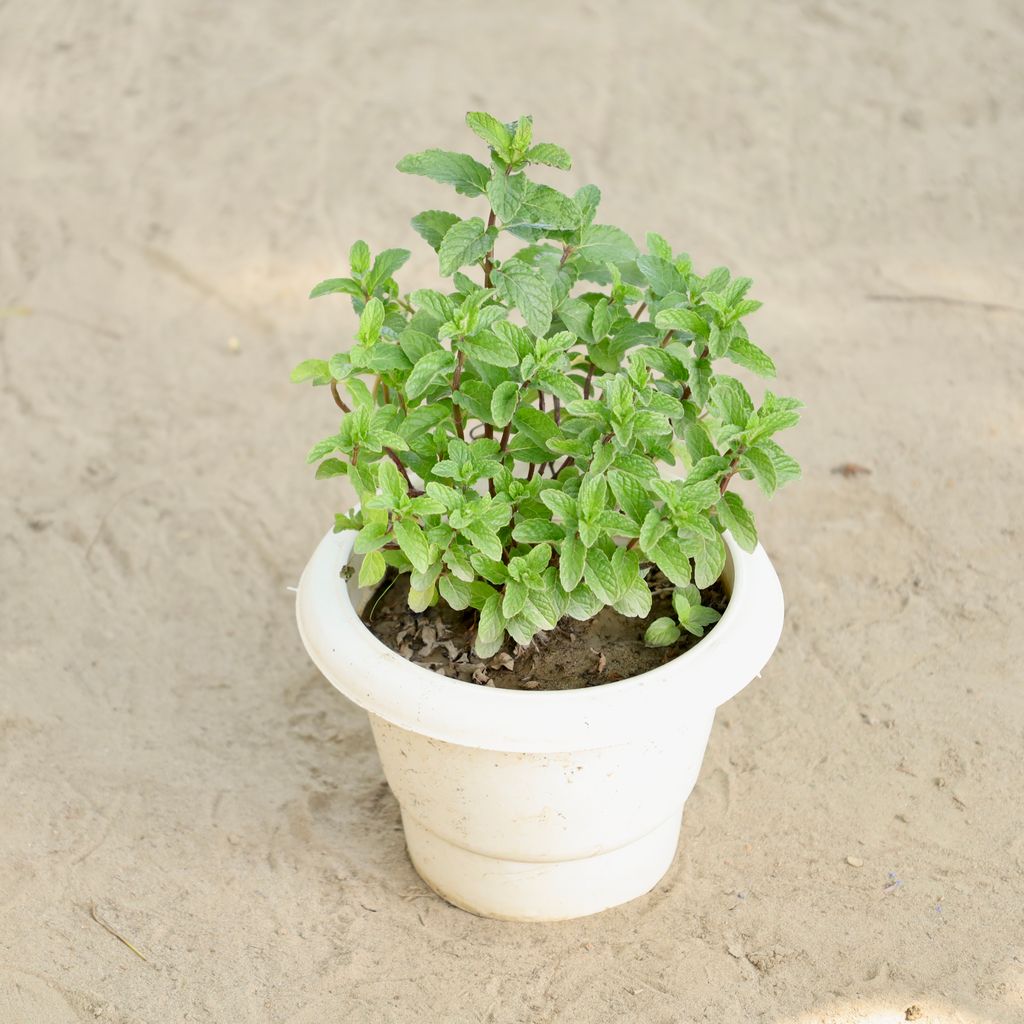 Buy Mint / Pudina in 6 Inch Classy White Plastic Pot Online | Urvann.com Mint / Pudina in 6 Inch Classy White Plastic Pot
