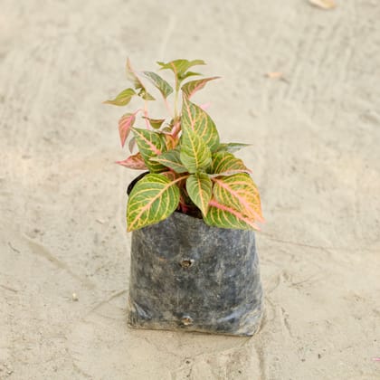 Buy Iresine Herbstii in 4 Inch Nursery bag Online | Urvann.com