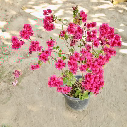Buy Bougainvillea (Any Colour) in 10 Inch Nursery Pot Online | Urvann.com