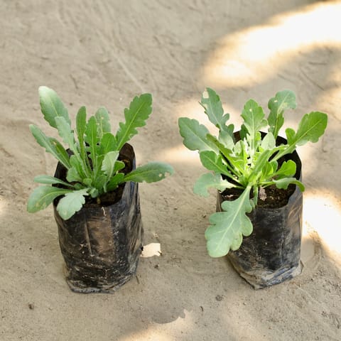Set of 2 - Gladiolus (Any Colour) in 4 Inch Live Fresh Plant Nursery bag in Sector 75