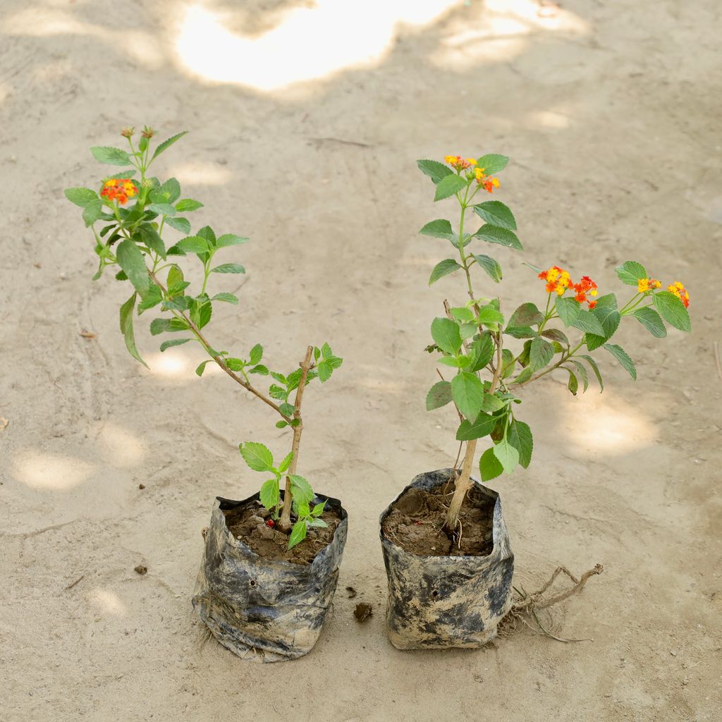 Buy Set of 2 - Lantana (Any Colour) in 4 Inch Nursery bag Online | Urvann.com Set of 2 - Lantana (Any Colour) in 4 Inch Nursery bag