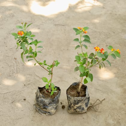 Buy Set of 2 - Lantana (Any Colour) in 4 Inch Nursery bag Online | Urvann.com