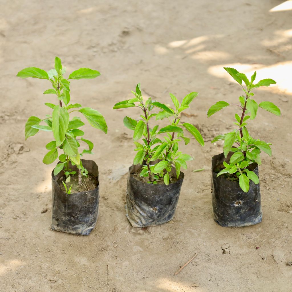 Buy Set of 3 - Rama Tulsi in 4 Inch Nursery bag Online | Urvann.com Set of 3 - Rama Tulsi in 4 Inch Nursery bag