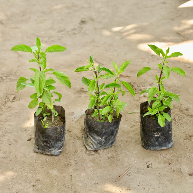 Set of 3 - Rama Tulsi  in 4 Inch Nursery bag