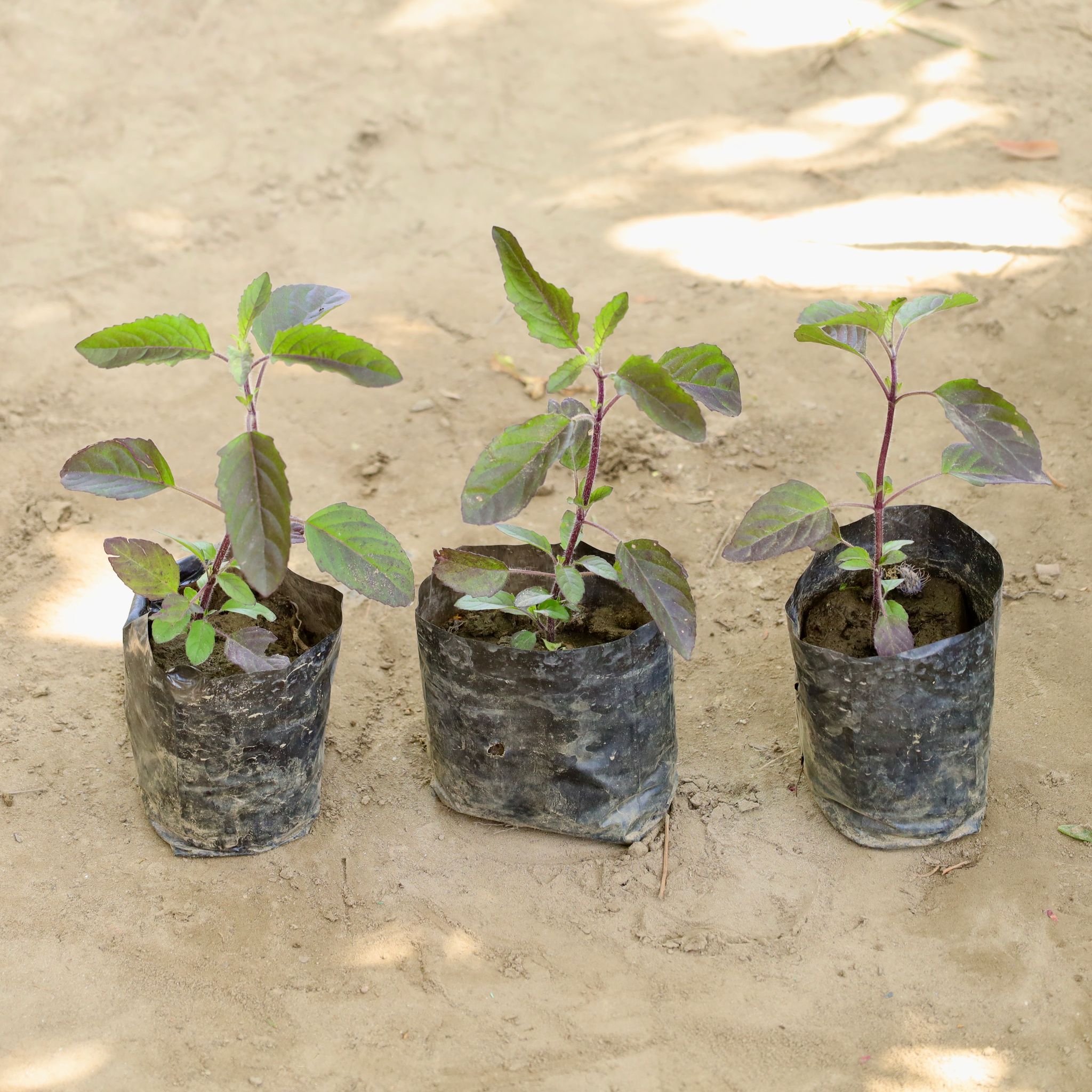 Set of 3 - Shyama Tulsi in 4 Inch Nursery bag