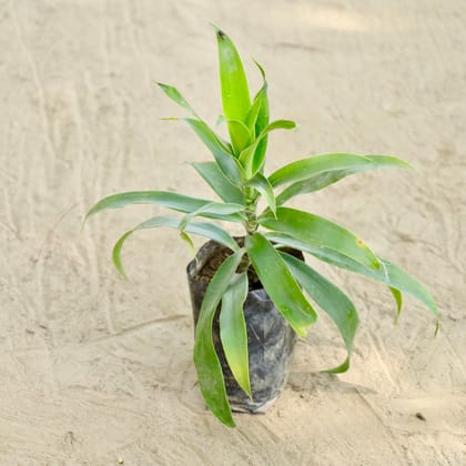 Buy Dracaena Reflexa in 4 Inch Nursery bag Online | Urvann.com