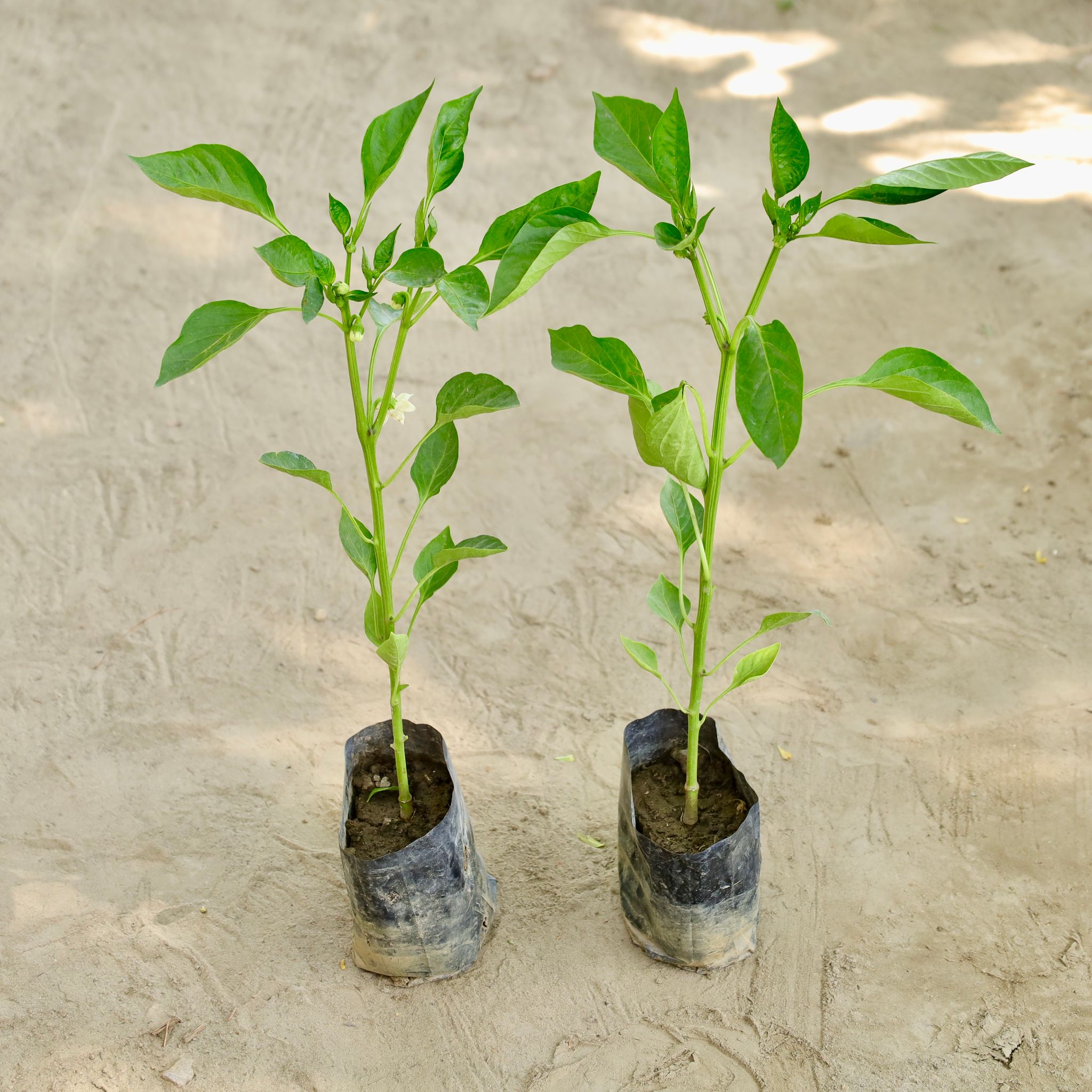 Set of 2 - Capsicum / Shimla (Any Colour) in 4 Inch Nursery bag