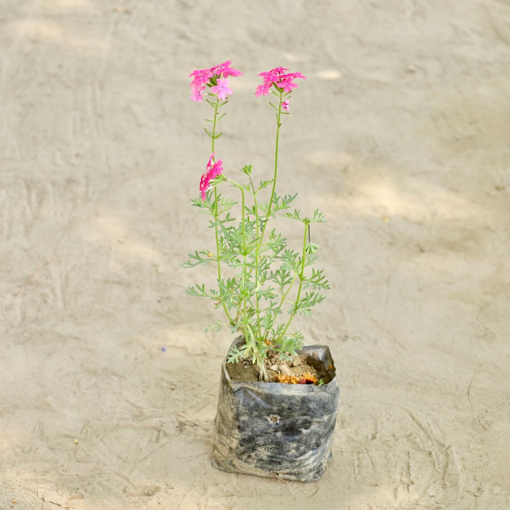 Buy Verbena in 4 Inch Nursery bag Online | Urvann.com Verbena in 4 Inch Nursery bag
