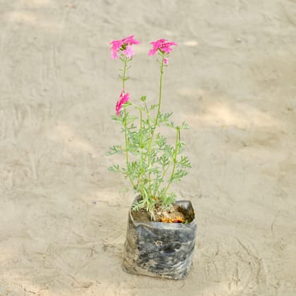 Buy Verbena in 4 Inch Nursery bag Online | Urvann.com