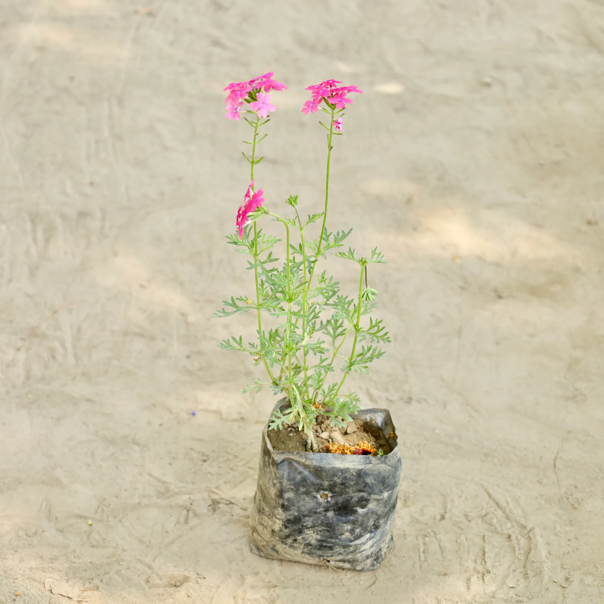 Verbena in 4 Inch Nursery bag