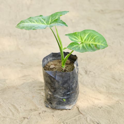 Syngonium  in 4 Inch Nursery bag