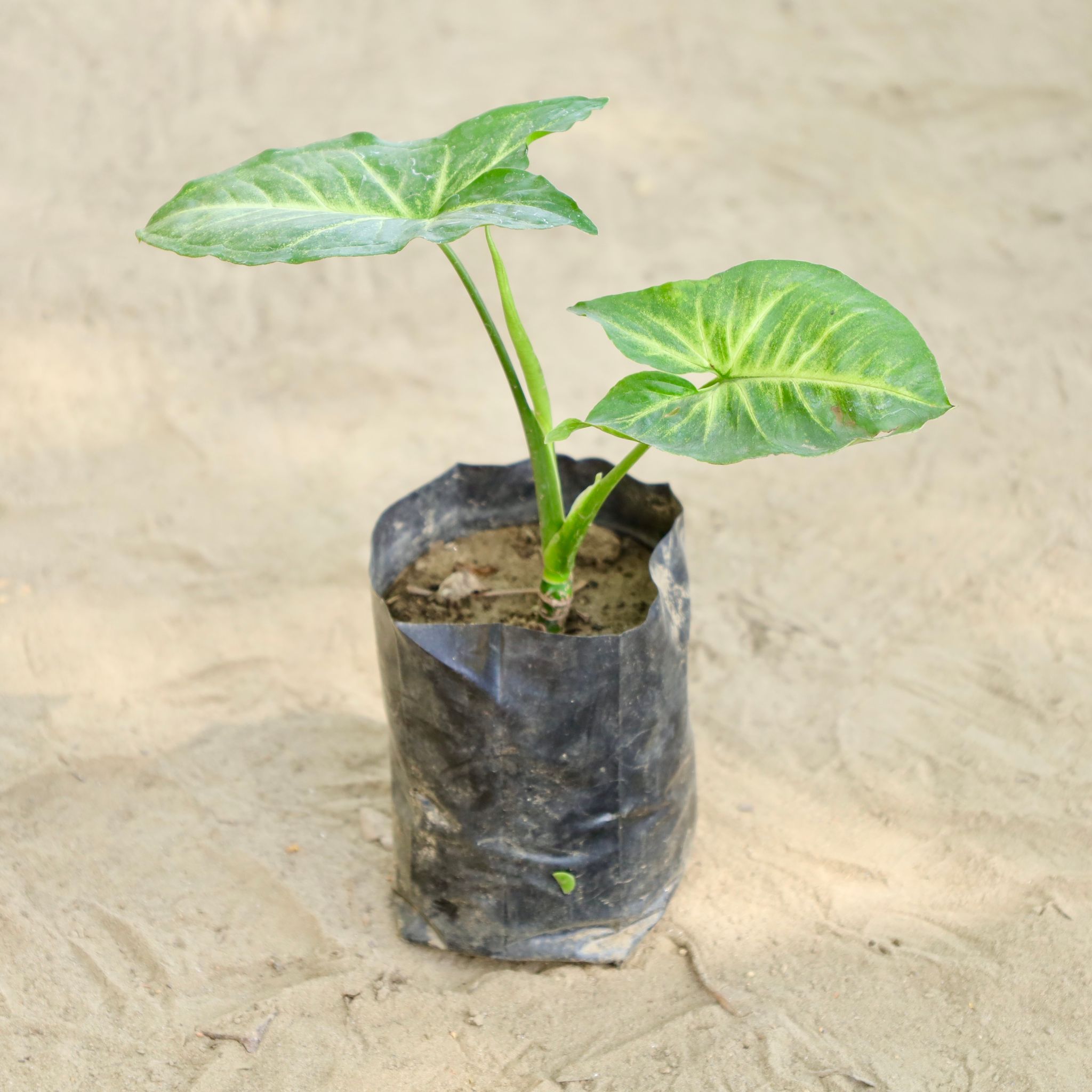 Syngonium  in 4 Inch Nursery bag
