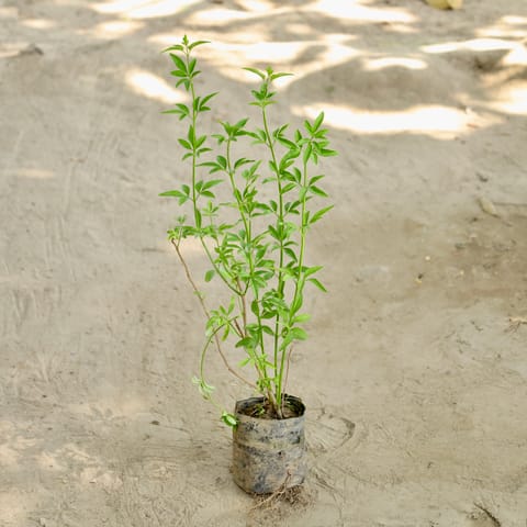 Chameli (Any Colour) in 4 Inch Nursery bag