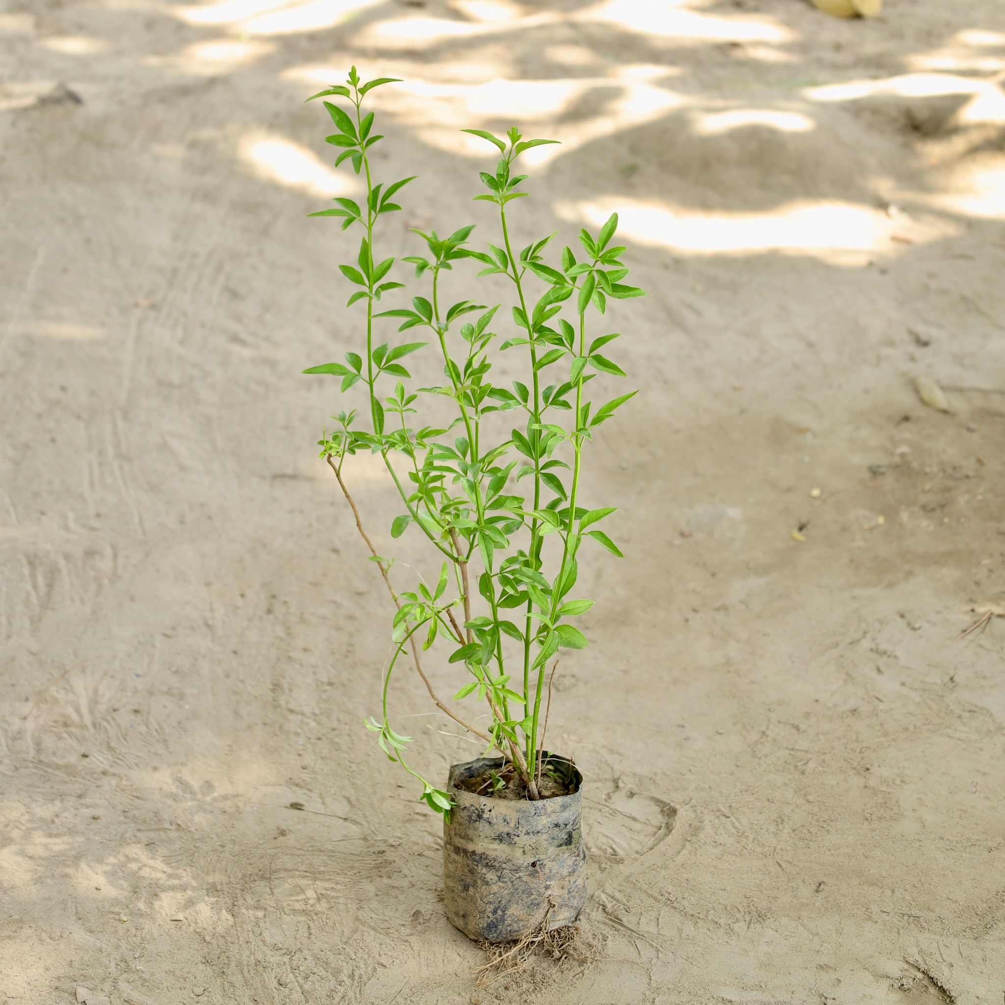 Chameli (Any Colour) in 4 Inch Nursery bag