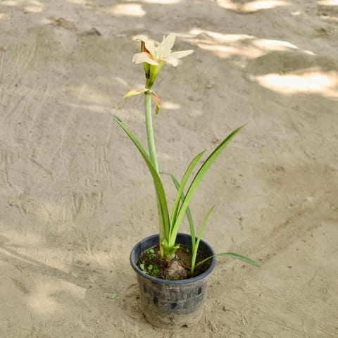 Lily (Any Colour) in 6 Inch Nursery Pot