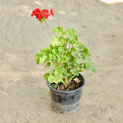 Buy Geranium (Any Colour) in 6 Inch Nursery Pot Online | Urvann.com