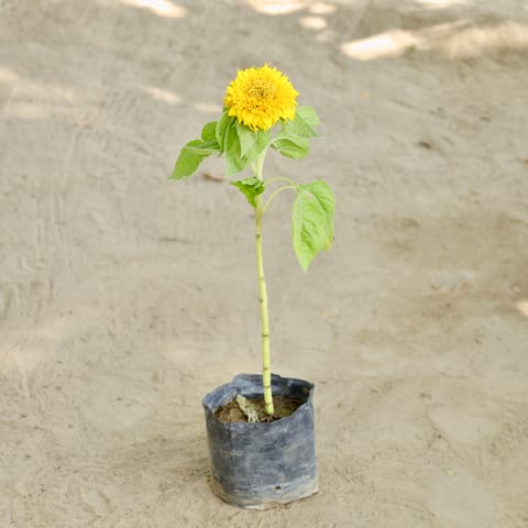 Sunflower Plant in 4 Inch Nursery bag