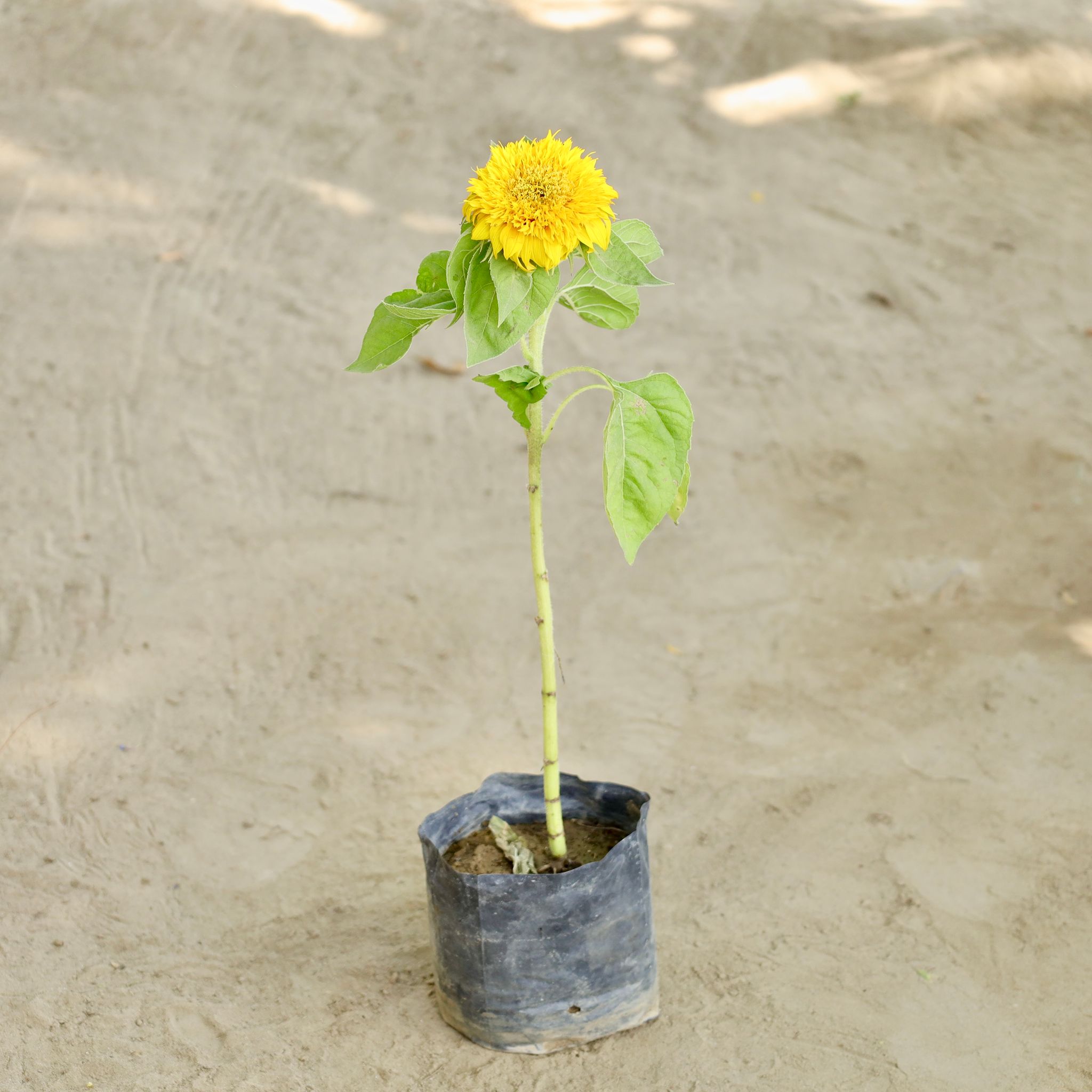 Sunflower Plant in 4 Inch Nursery bag