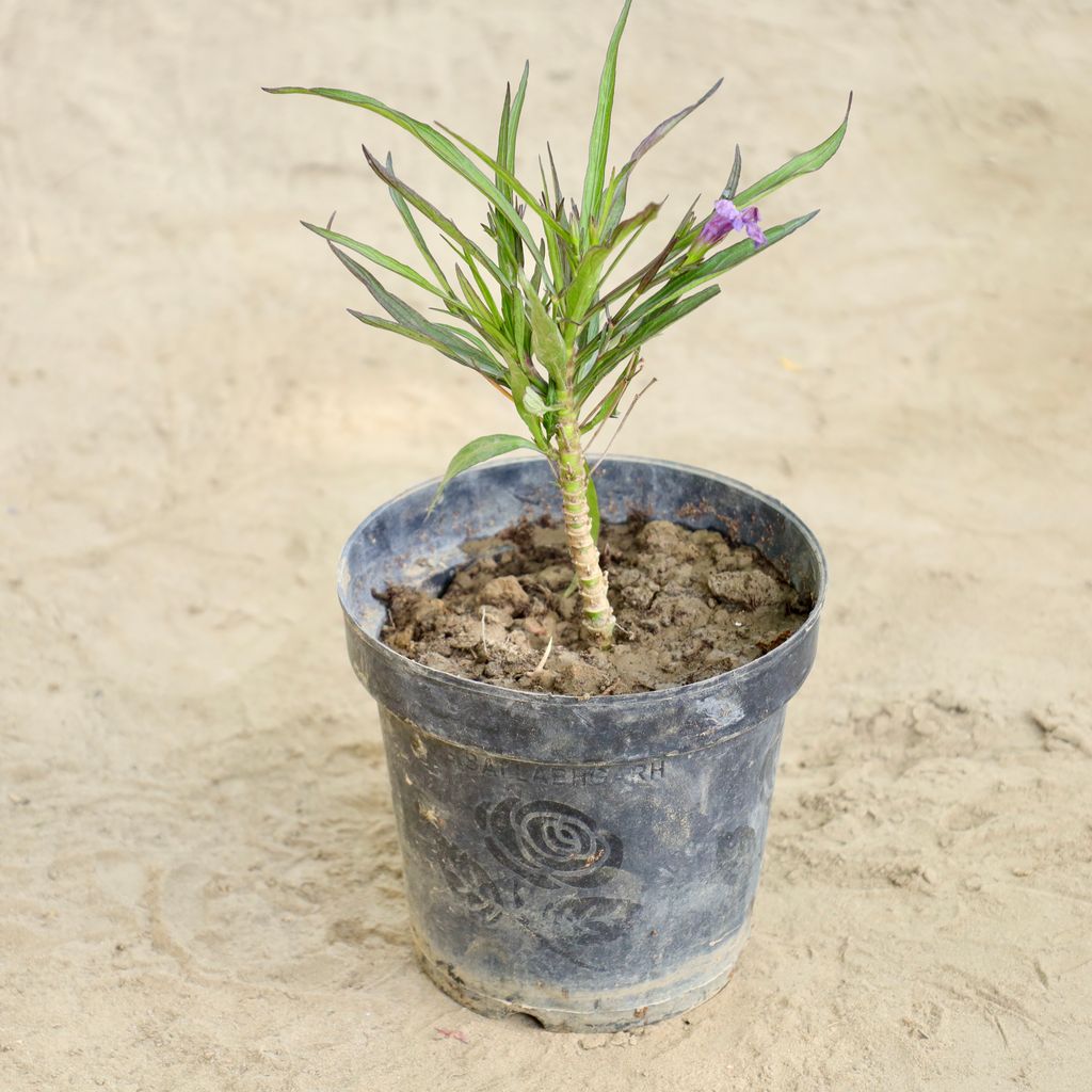 Buy Ruellia (Any Colour) in 6 Inch Nursery Pot Online | Urvann.com Ruellia (Any Colour) in 6 Inch Nursery Pot