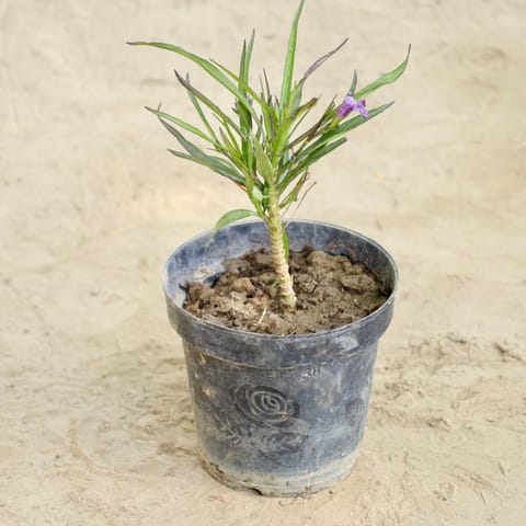 Ruellia (Any Colour) in 6 Inch Nursery Pot