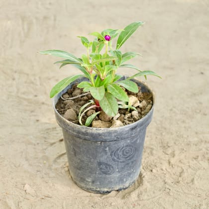 Buy Gomphrena (Any Colour) in 6 Inch Nursery Pot Online | Urvann.com