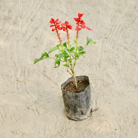 Salvia (Any Colour) in 4 Inch Nursery bag