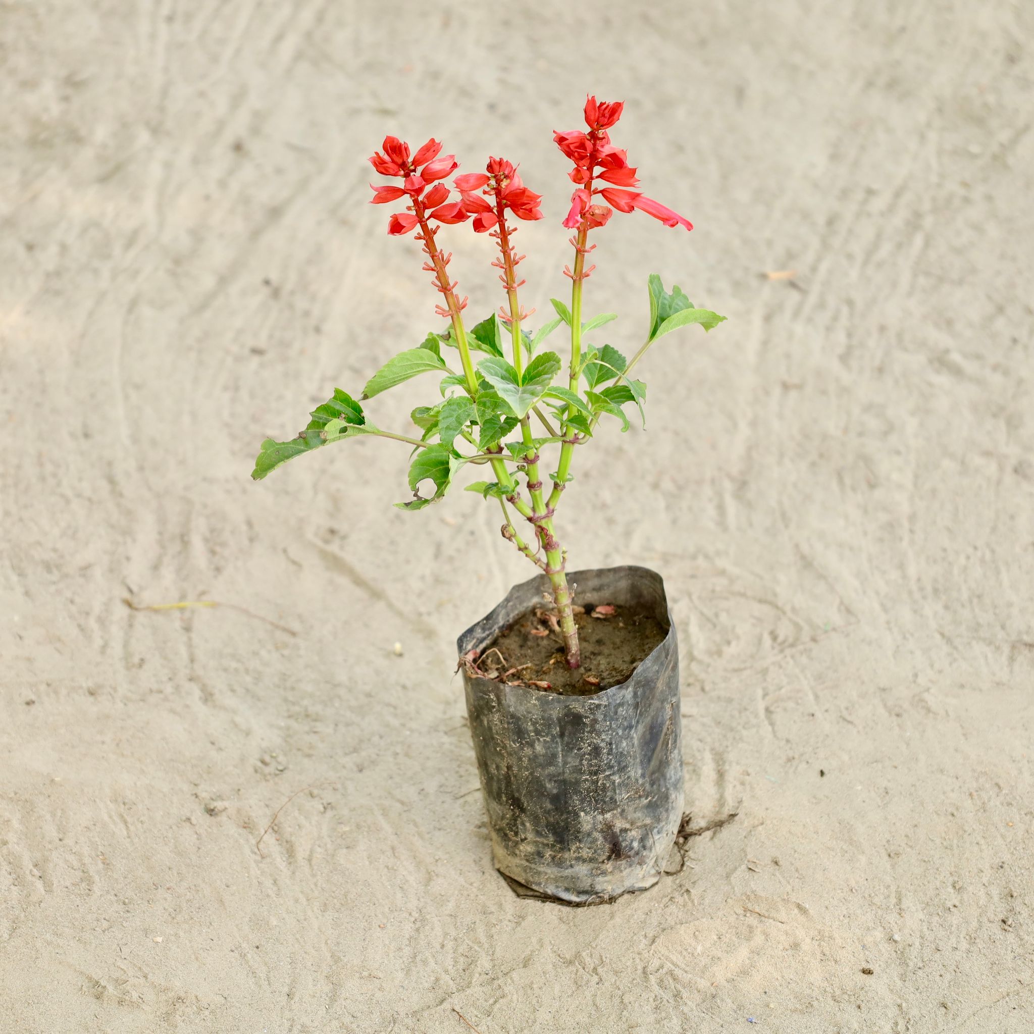 Salvia (Any Colour) in 4 Inch Nursery bag