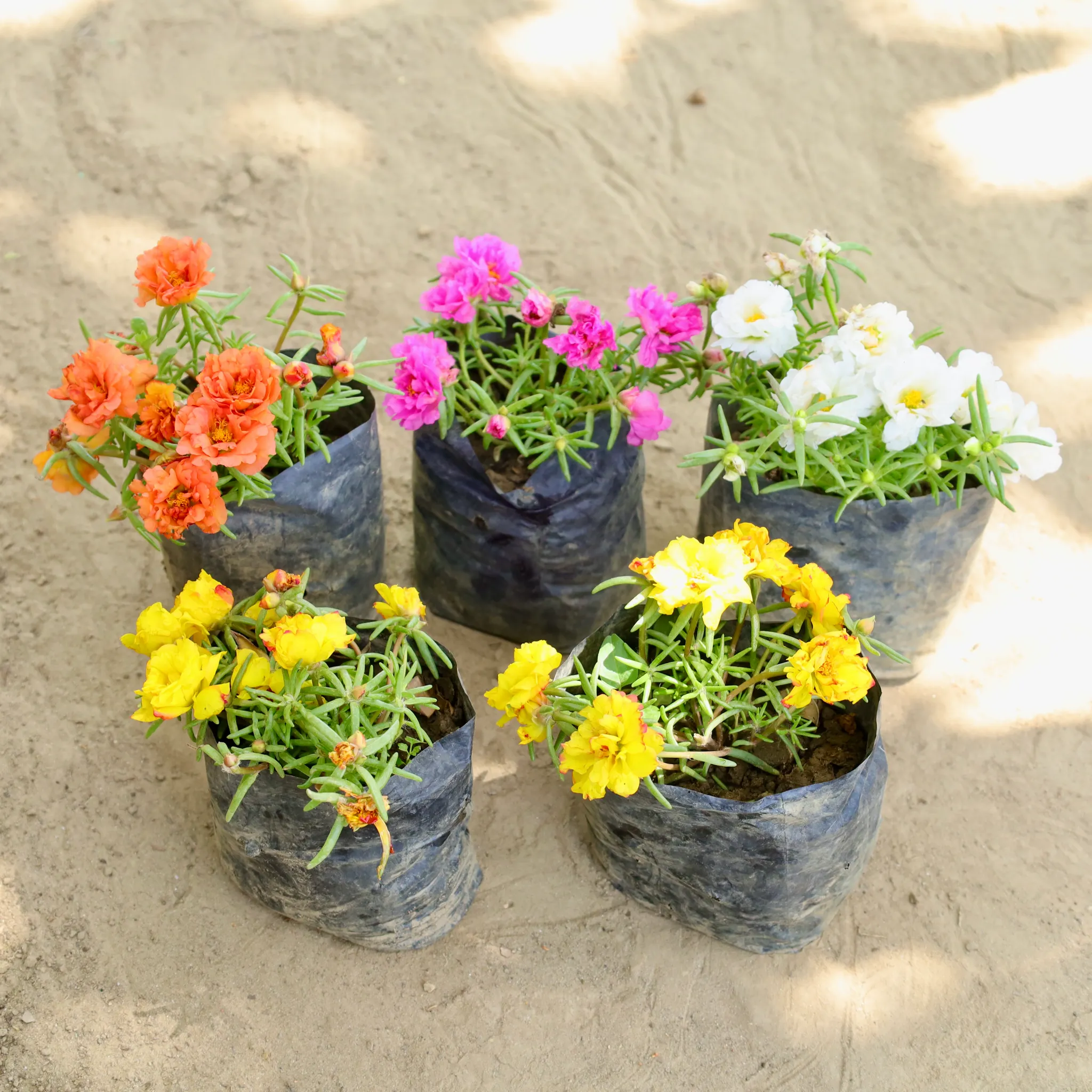 Set of 5 - Portulaca Moss Rose (Any Colour)  in 4 Inch Nursery bag